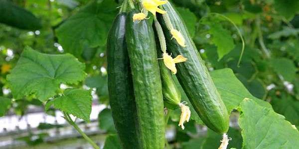 تصویر 3 از خرید و قیمت خیار سبز گلخانه ای + فروش صادراتی
